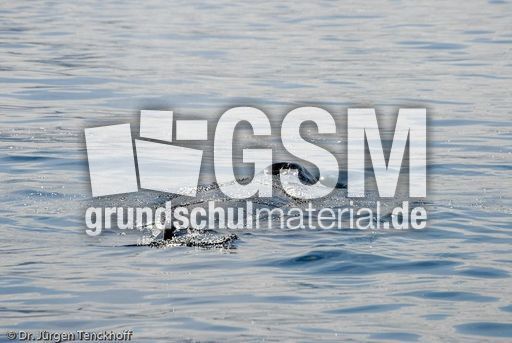 Buckelwal (40 von 57).jpg